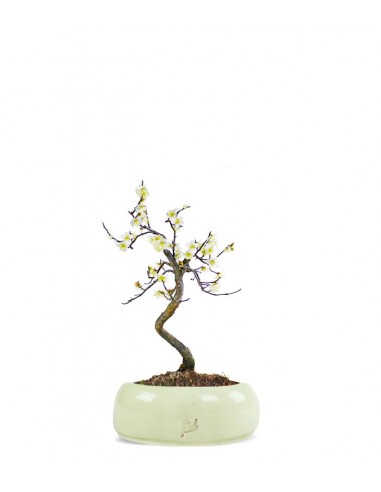 Prunus bonsai Giapponese fiore bianco S Prunus bonsai Giapponese fiore bianco S