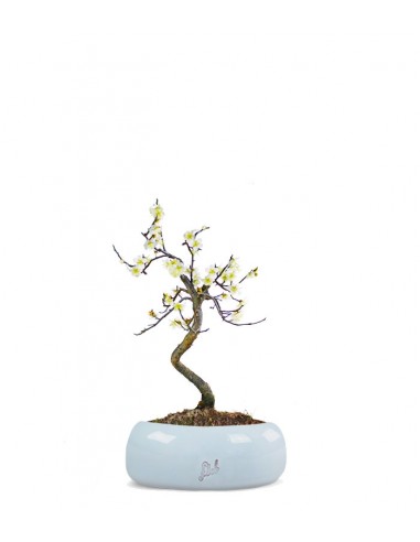 Prunus bonsai Giapponese fiore bianco S Prunus bonsai Giapponese fiore bianco S