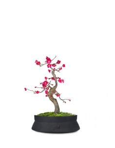 Prunus bonsai...