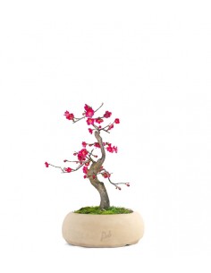 Prunus bonsai... 2