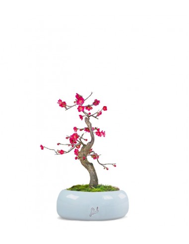 Prunus bonsai Giapponese fiore...        Prunus bonsai Giapponese fiore...