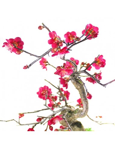 Prunus bonsai Giapponese fiore...        Prunus bonsai Giapponese fiore...
