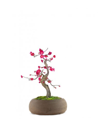 Prunus bonsai Giapponese fiore rosa S Prunus bonsai Giapponese fiore rosa S
