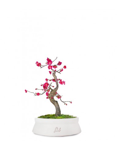 Prunus bonsai Giapponese fiore rosa S Prunus bonsai Giapponese fiore rosa S