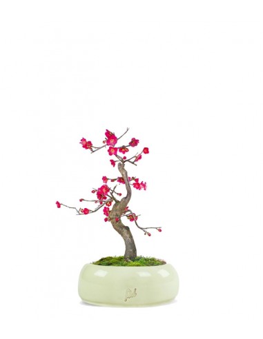 Prunus bonsai Giapponese fiore rosa S Prunus bonsai Giapponese fiore rosa S