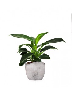 Filodendro Green Princess |... 2