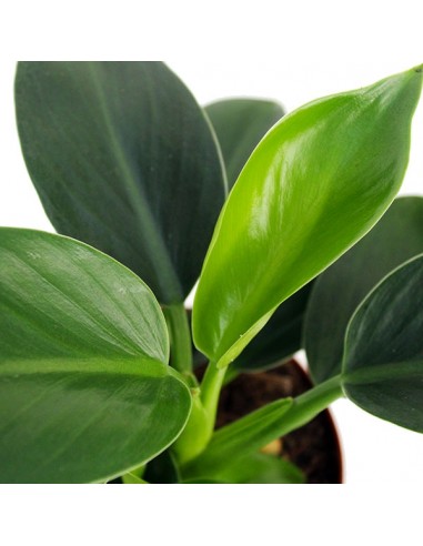 Filodendro Green Princess | Philodendron