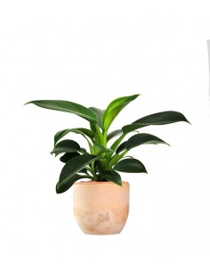 Filodendro Green Princess |... 2