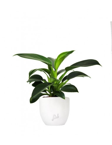 Filodendro Green Princess | Philodendron