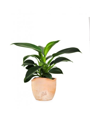 Filodendro Green Princess | Philodendron