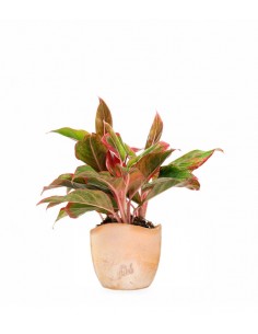 Aglaonema Siam Aurora