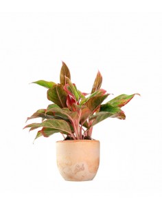 Aglaonema Siam Aurora 2