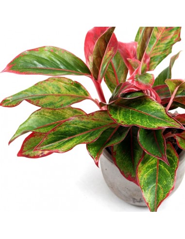 Aglaonema Siam Aurora