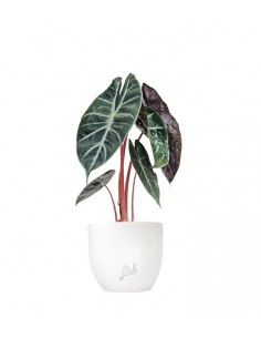 Alocasia Pink Dragon