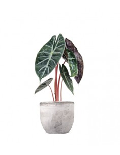 Alocasia Pink Dragon 2