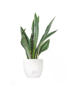 Sansevieria trifasciata...