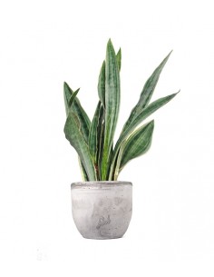 Sansevieria trifasciata... 2
