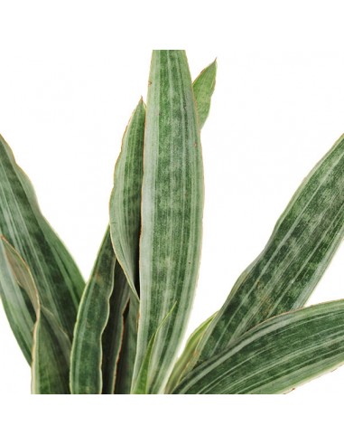 Sansevieria trifasciata "Silver Queen"