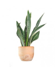 Sansevieria trifasciata... 2