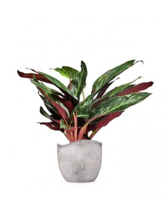 Calathea Stromanthe...