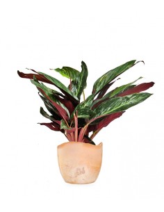 Calathea Stromanthe... 2