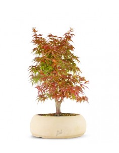 Acero  Palmato deshojo