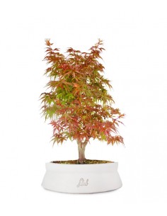 Acero  Palmato deshojo 2