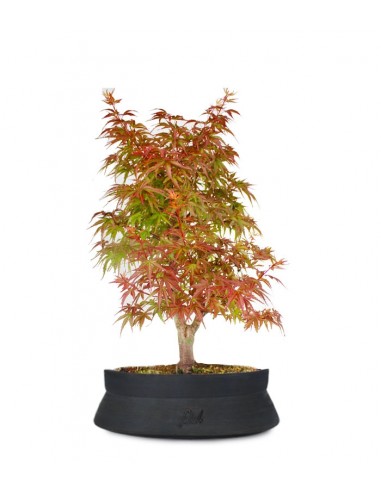 Acero  Palmato deshojo