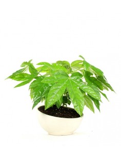 Fatsia vaso ciotola in...