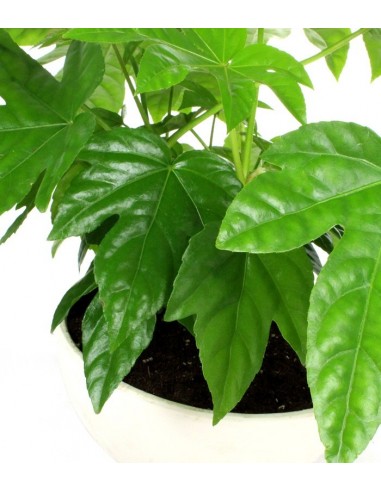Fatsia vaso ciotola in terracotta