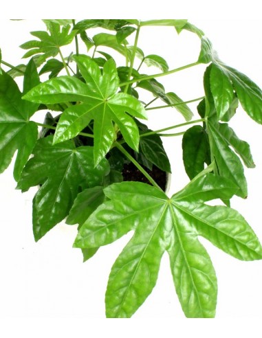 Fatsia vaso ciotola in terracotta