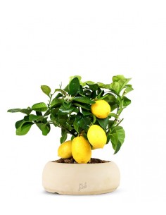 Pianta di limone