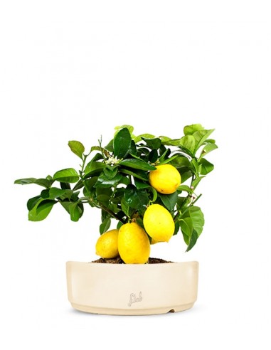 Pianta di limone