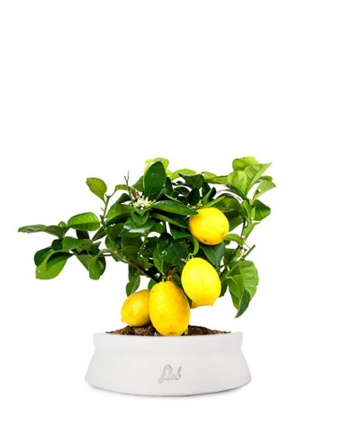 Pianta di limone