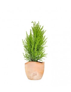 Cipresso Golden Crest 2