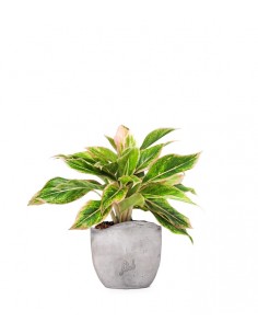 Aglaonema "Sparkling Sarah"