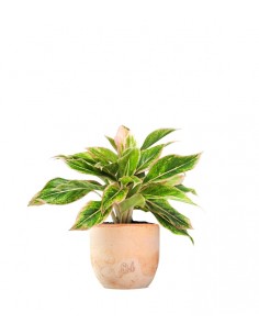 Aglaonema "Sparkling Sarah" 2