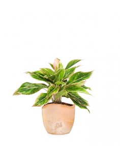 Aglaonema "Sparkling Sarah" 2