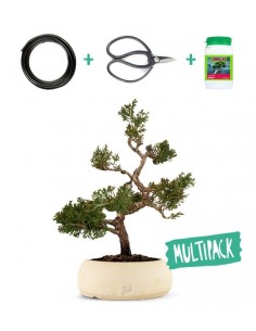 Juniperus Itoigawa Kit