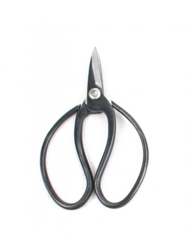 Juniperus Itoigawa Kit