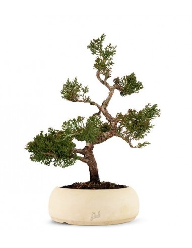 Juniperus Itoigawa Kit