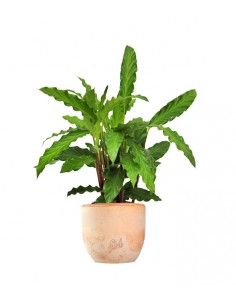 Calathea Rufibarba 2