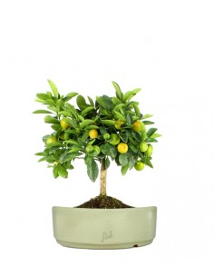 Limone Calamondino