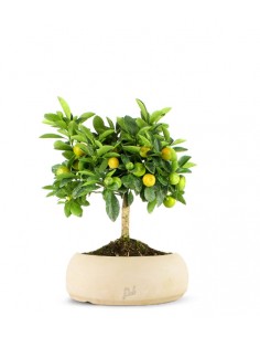 Limone Calamondino 2