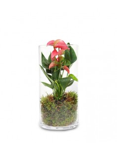 Anthurium rosso in terrarium
