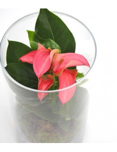 Anthurium rosa in terrarium 2
