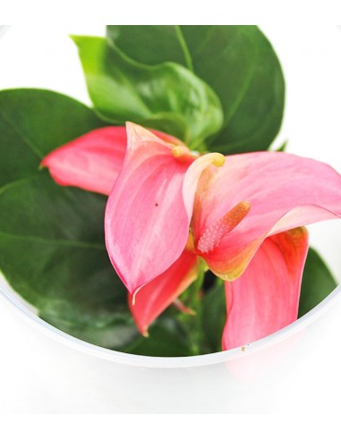 Anthurium rosa in terrarium