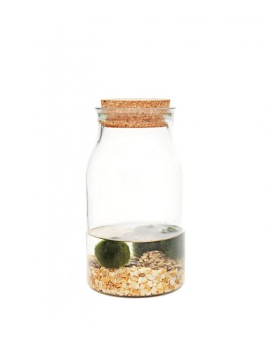 Marimo in vetro  Acquista online