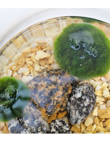 Marimo in barattolo