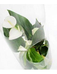 Anthurium rosso in terrarium 2